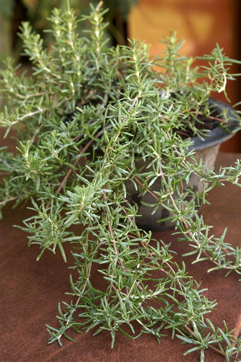 How to Plant and Grow Rosemary