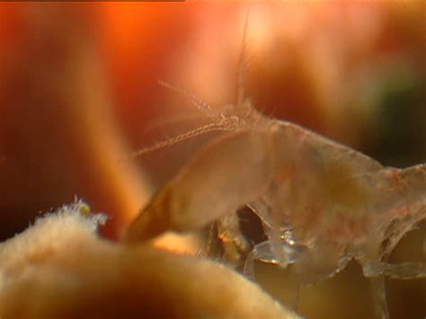 29 The Pistol Shrimps Stock Videos Footage And 4k Video Clips Getty