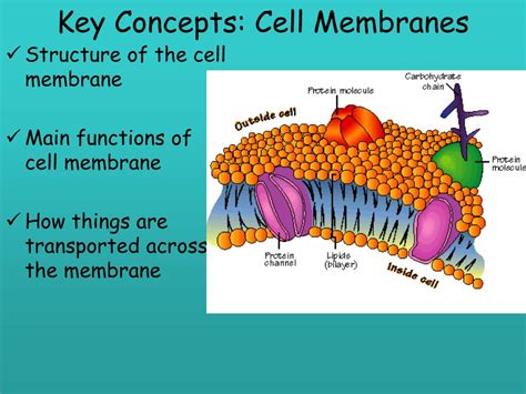 Ppt Key Concepts Cell Membranes Powerpoint Presentation Free