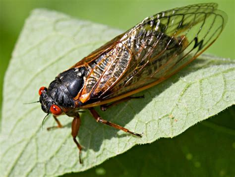 17-year cicadas are emerging now in Wisconsin. Here's where you can ...