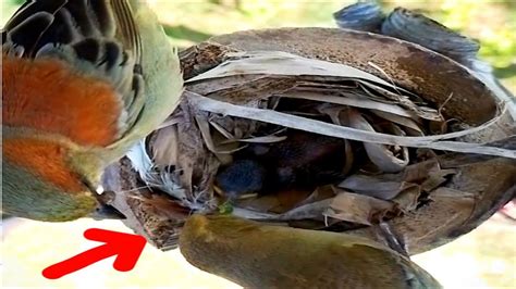 Bird House Sparrow Brings Baby Food Bird Youtube