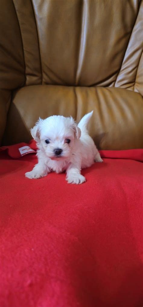 Maltipoo Mini Piesek Cz Stochowa Wyczerpy Anio W Olx Pl