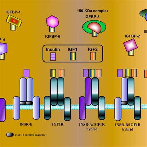 Schematic Representation Of Igf Network Components The Igf System Is Download Scientific