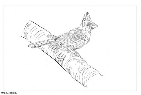 Nice Cardinal coloring page