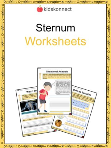 Sternum Worksheets & Facts | Structure, Development, Function