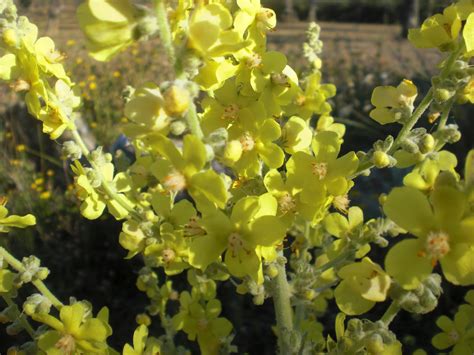 Perfumes Y Luces De Extremadura Gordolobo Verbascum Pulverulentum