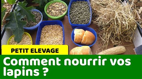 Comment Nourrir Vos Lapins Et Varier Leur Alimentation Youtube