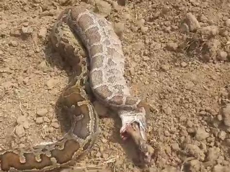 Python Hunted Jackal In Sardhana सरधना में अजगर ने किया गीदड़ का