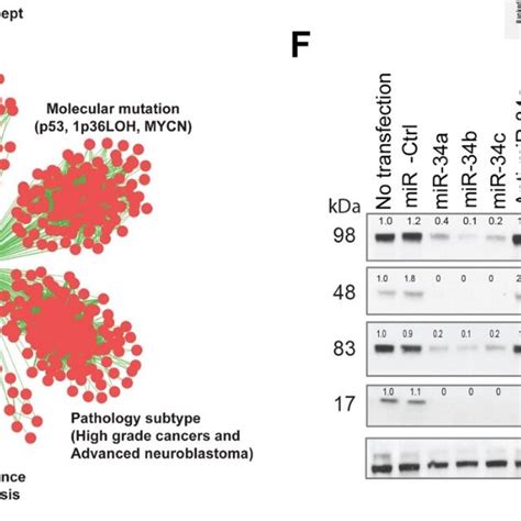 Mir Is Tumor Suppressive And Targets Multiple Gene Signatures And