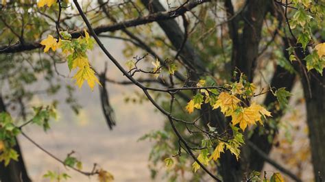 Autumn Rain In Slow Motion Rain Drops Stock Footage SBV-337838391 ...