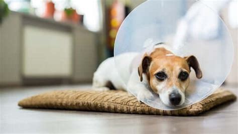 O Que É Letargia Em Cachorro - Letargia em cães: conheça as causas mais comuns