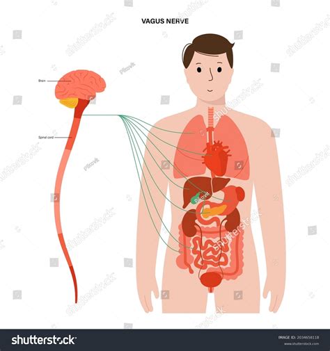 Vagus Nerve Diagram Parasympathetic Central Nervous Stock Vector