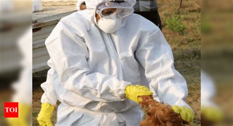 Mass Culling Of Fowl Begins At Angul After Bird Flu Confirmed