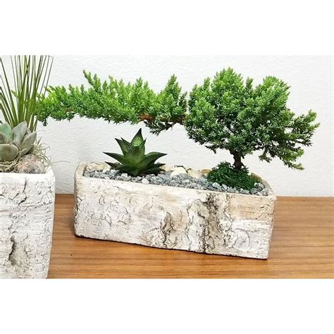 Birch Vase Rectangle With Bonsai Tree Pack Wholesale Eve S