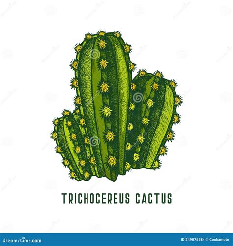 Trichocereus Pachanoi Or San Pedro Cactus Icon Stock Vector