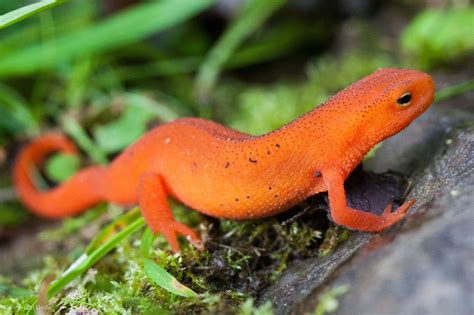 real monstrosities eastern newt