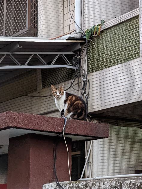 協尋 南區忠孝路附近有人走失家貓嗎 看板 TaichungBun 批踢踢實業坊