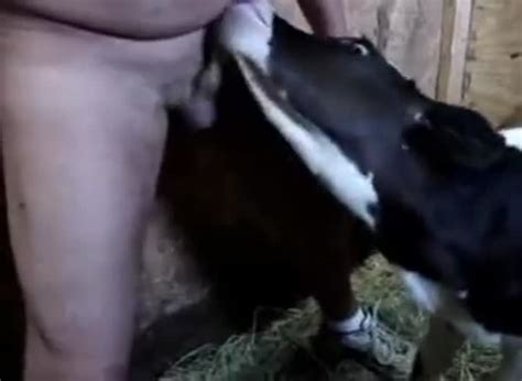 Free Calf Sucking Dick Sex Pictures Pass