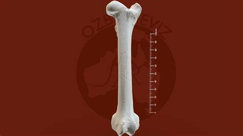 Domestic Sheep Femur 3d Model By Ozboneviz Fd3a802 Sketchfab