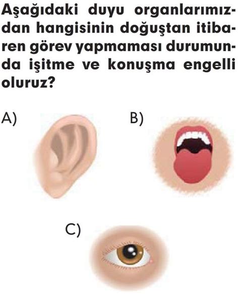 Duyu Organlarımız ve Görevleri Test Çöz 3 Sınıf Fen Bilimleri Testleri