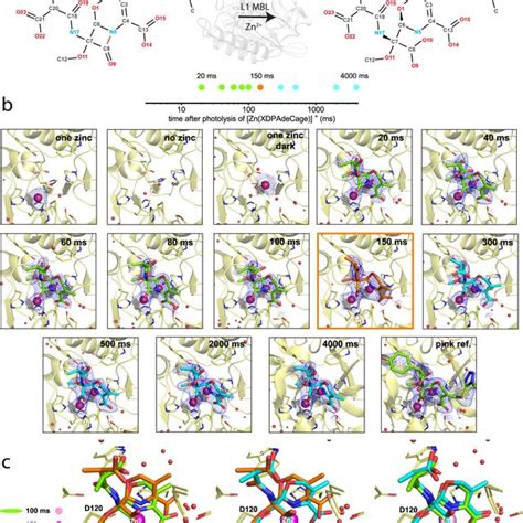 Tr Ssx Structures Of Moxalactam Bound To The Active Site Of L1 Mbl A