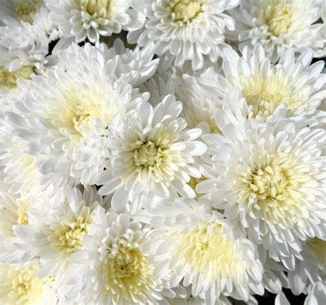 White Chrysanthemum Flowers Stock Photo Image Of Beautiful