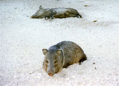 Javelina Pictures 1