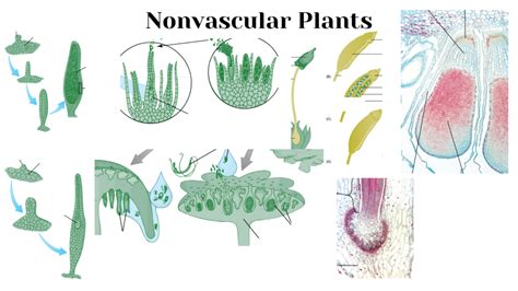 BIO 421L 3 NONVASCULAR PLANTS PT 2 Diagram Quizlet