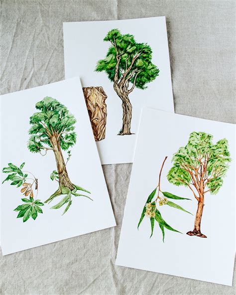 New work: Australian native tree illustrations — Anna Farba Illustration