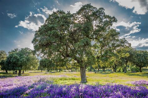 Types De Ch Ne Vert Quercus Ilex Feuilles Fruits Et Fleurs