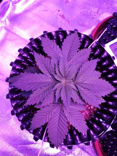 Green Bud Seeds Lemon Pie Sensi Seeds Skunk 1 Grow Diary Journal