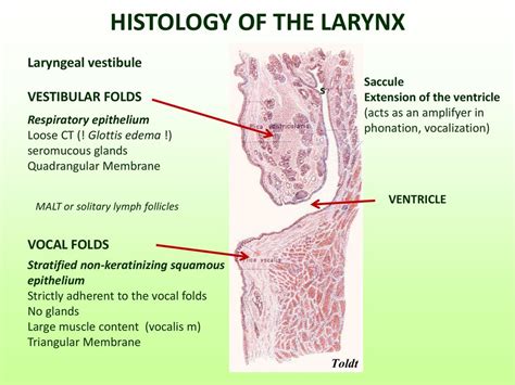 Laryngeal Ventricle Histology