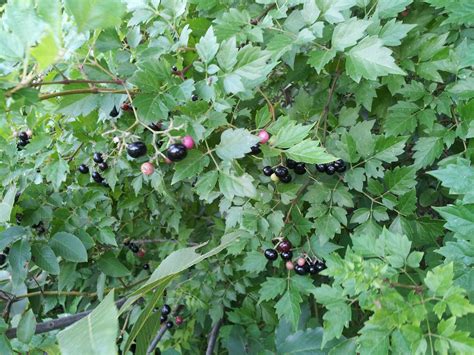 Vine With Berries Edible Walter Reeves The Georgia Gardener