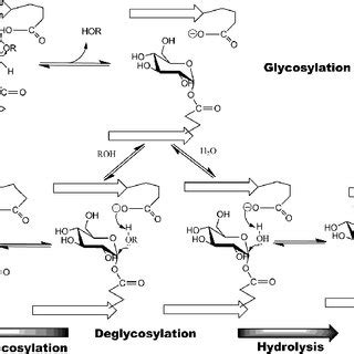 Double displacement mechanism proposed for retaining β-glycosidases ...