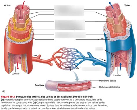 Diagram of ANATE SYSTÈME CIRCULATOIRE Quizlet