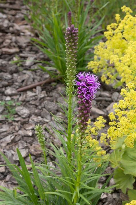 Purple Liatris Spicata Flowers In A Garden Plot Decorative Flower For