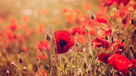 CloseUp Red Poppy Flowers Field HD Flowers Wallpapers | HD Wallpapers | ID #75673