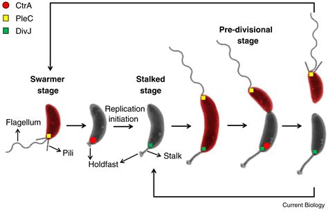 Caulobacter Crescentus Current Biology