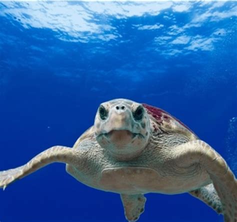 What is a Sea Turtle? - Answered - Twinkl Teaching Wiki