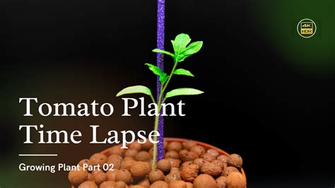 Growing Tomato Plant Time Lapse Growing Plant Part Youtube