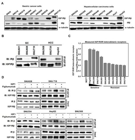 Analysis Of Igf R Ir And Igf R Ir Hr Levels In Cancer Cells Sensitive