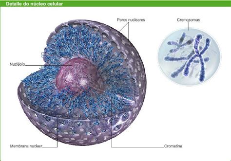 Blog Biologia Profa Irlene 1o Ano Texto 29 O Núcleo Celular