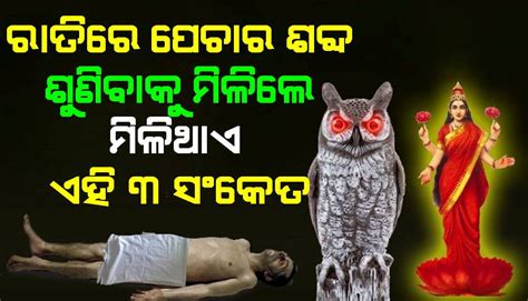 ରାତିରେ ଏବଂ ଦିନରେ ପେଚା ଦେଖାଗଲେ ମିଳିଥାଏ ଏହି ଶୁଭ ସଙ୍କେତ ତେଣୁ ଆଦୋୖ ଭୟଭୀତ