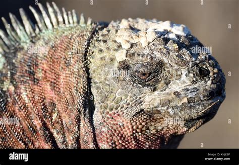 Portrait Of A Marine Iguana Or Gal Pagos Marine Iguana Amblyrhynchus