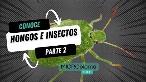 Entomopatogenos Insectos Y Hongos Parte Ciclo De Vida De Los