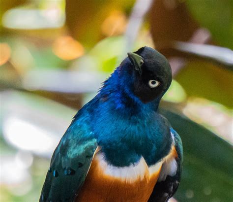Superb Starling | Starmind Conservation