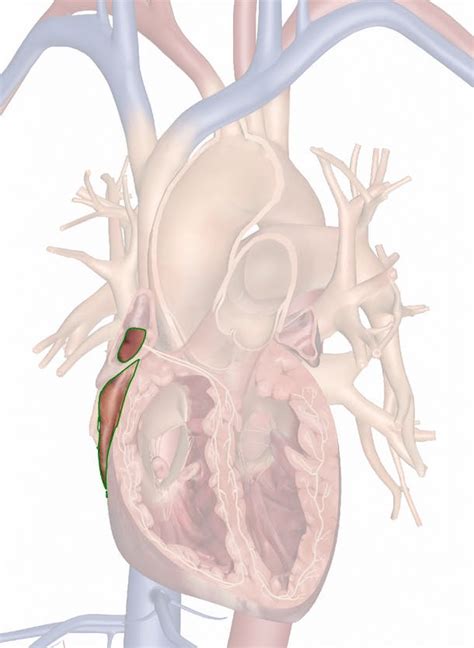 The Right Atrium Anatomy And 3d Illustrations