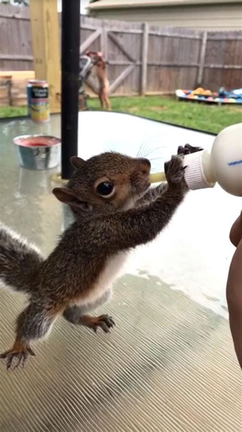 Girlfriend's family taking care of a baby squirrel http://ift.tt ...