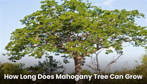 How Long Does Mahogany Tree Take To Grow Embracegardening