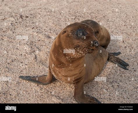 Sea Lion Eyes Hi Res Stock Photography And Images Alamy